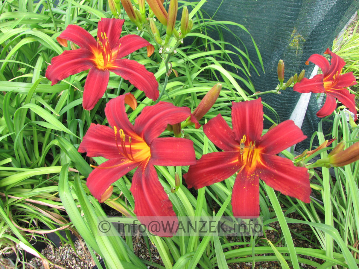 Hemerocallis Fire Byrt 7.JPG